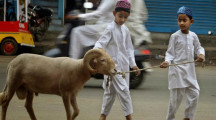 Tailed Sheep Chatra