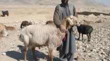 Tailed Sheep Dumba