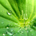 Ya Rasool Allah Jashan e Eid Milad un Nabi