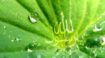Ya Rasool Allah Jashan e Eid Milad un Nabi