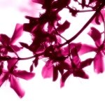 Beautiful Bright Flowers Wallpapers