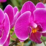 Beautiful Pink Flowers Wallpapers