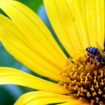 Big Yellow Flower Wallpapers