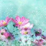 Colorful Flowers Blossom Wallpaper