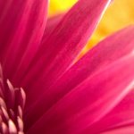 Pink Flower Photography