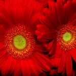 Red Sunflower Wallpapers