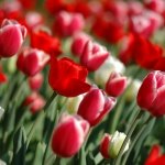 Red Tulips in Spring Pictures