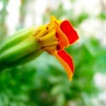 Strange Flowers Wallpapers