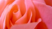 Beautiful Pink Rose Flowers Background