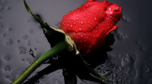 Beautiful Red Rose Pictures