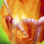Different Flowers Pictures