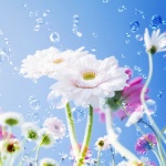 Flower Drops Sky HD Wallpaper