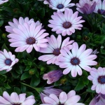 Flowers High Resolution Wallpapers