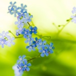 Green Beautiful Flowers Wallpapers