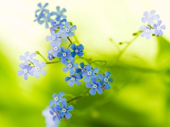 Green Beautiful Flowers Wallpapers