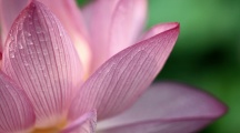 Lotus HD Wide Wallpaper