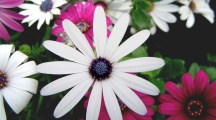 Lovely Colorful Flowers Wallpaper