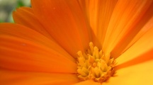 Lovely Yellow Flowers Wallpaper