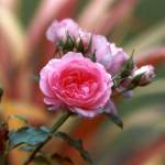 Pink Bud HD Wallpaper