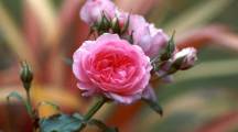 Pink Bud HD Wallpaper