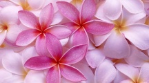 Pink Colors Wallpapers