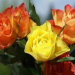 Pink Flower Rose Picture Free HD
