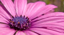 Pink Flower Widescreen HD Wallpapers
