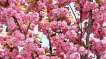 Pink Flowers Bloom Wallpaper