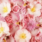 Pink Orchid Wallpapers