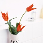 Purple Flower Wallpapers