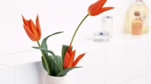 Purple Flower Wallpapers