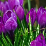 Purple Strange Flowers