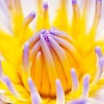 Purple Water Lily Wallpaper