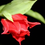 Red Flower in Black Wallpaper
