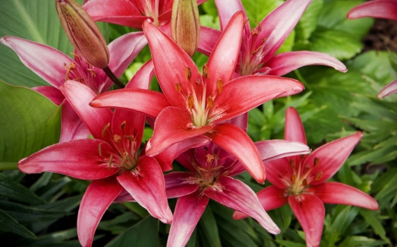 Red Lilies Flowers Wallpapers