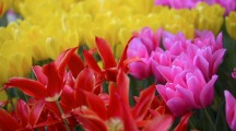Spring Flowers Pictures, Images & Photos