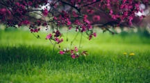 Spring Grass And Flowers Nature