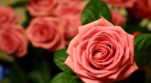 Spring Roses Flower Wallpaper