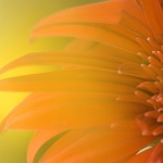 Sunflower Desktop HD Wallpaper