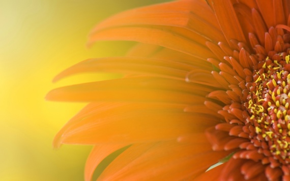 Sunflower Desktop HD Wallpaper