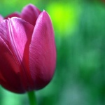 Tulip Flower HD Wide Wallpapers