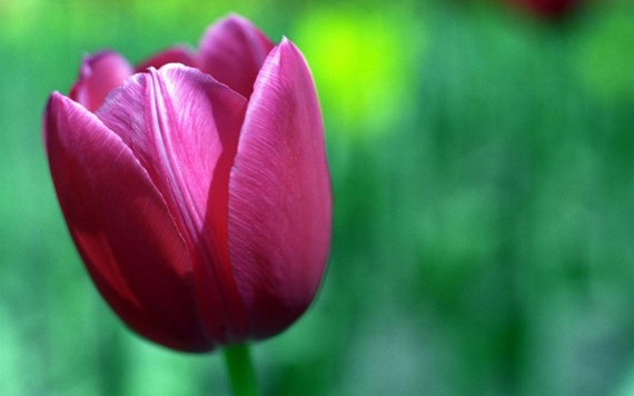 Tulip Flower HD Wide Wallpapers