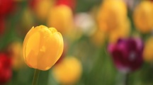 Tulips Spring Flowers Images