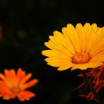 Water Drops On Orange Flowers