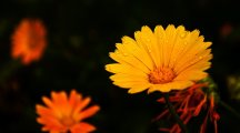Water Drops On Orange Flowers