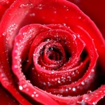 Water Drops on Red Rose Wallpapers