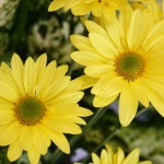 Yellow Color Flowers Wallpapers