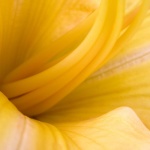 Yellow Flower Wallpapers