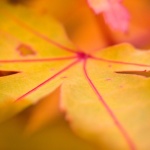 Yellow Leaf Wallpapers