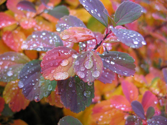 Beautiful Rain Drops HD Wallpaper